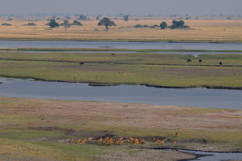Chobe-Nationalpark in Botswana, Wildbeobachtungsfahrt am Morgen: Toller Blick auf den Chobe