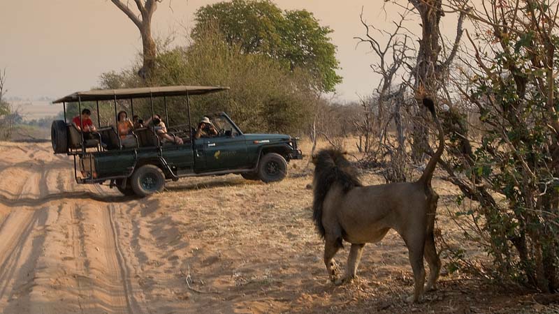 Chobe-Nationalpark in Botswana, Wildbeobachtungsfahrt am Morgen