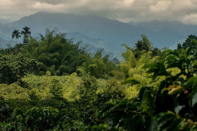 Besuch einer Kaffeeplantage bei Armenia im Cauca-Tal.