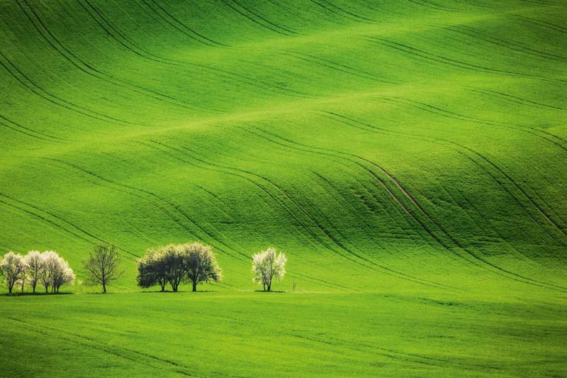 Scenery, Spring, abstract, agriculture, amazing, background, beautiful, blossoming, bohemia, brown, calm, country, countryside, czech, czech republic, environment, europe, farm, farmland, fertile, field, grassland, green, grunge, harvest, hill, hillside, hilly, italian, italy, landscape, light, lines, meadow, moravia, moravian, nature, pattern, plant, rural, seasonal, south moravia, summer, tracks, tree, tuscan, tuscany, typical, view, waves