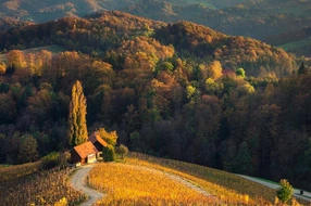 Yellow, autumn, beautiful, day, destination, dreisiebner, europe, foliage, forest, grape, green, heart, hill, house, landscape, leafs, love, maribor, nature, pattern, relax, relaxation, road, shape, slovenia, slovenian, spicnik, tourism, tourist, tree, valentine, vineyard, walking, wallpaper, wine