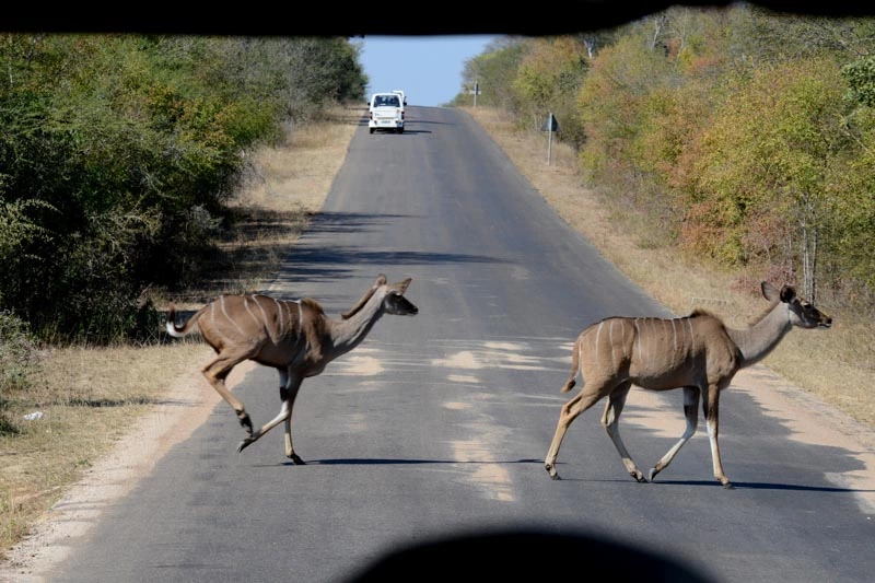 Ganztägige Wildbeobachtungsfahrt im Krüger-Nationalpark: Kudus kreuzen die Straße