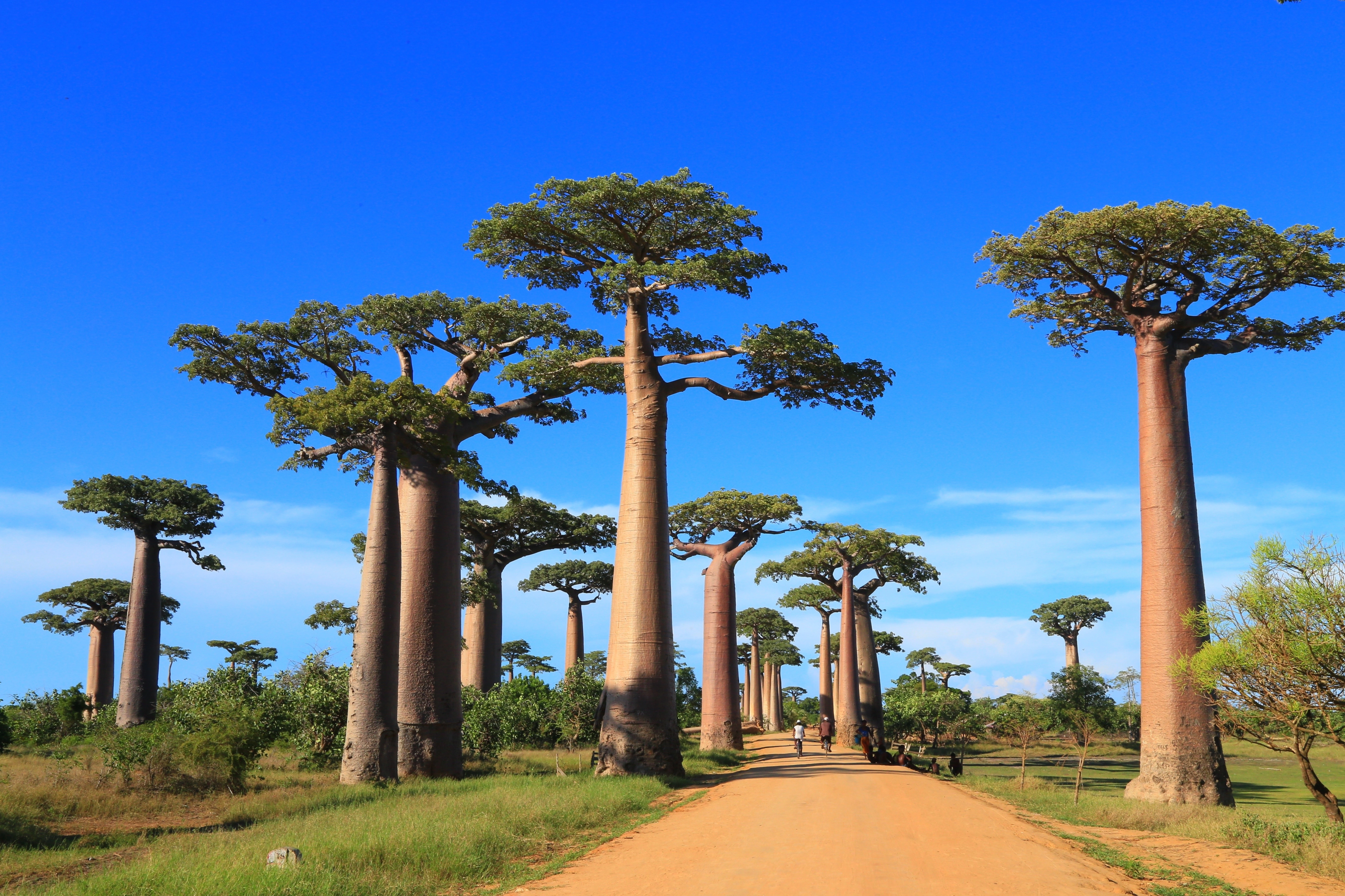 Madagaskar Gruppenreisen, Naturreise, Begegnungsreise, Baobab Allee