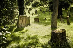 arbre, automnal, bois, chemin, cimetière, coffre, congé, environnement, extérieur, feuillage, forêt, gazon, historique, juif, lumière, mousse, naturalité, nature, naturel, parc, paysage, pierres, printemps, soleil, sépulture, tombes, vert, worms, été