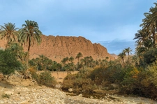 Adventure, Awe, Beauty In Nature, Desert, Dry, Famous Place, Idyllic, No People, Sand, Travel Destinations, africa, arid, arid climate, backgrounds, biskra - city, blue, branch - plant part, clouds, day, desert area, desert oasis, exploration, extreme terrain, green, hill, journey, landscape, landscape - scenery, majestic, mountain, nature, north, outdoors, palm tree, park, photography, plant, rock, sky, summer, sun, sunny, tourism, tranquil scene, tranquility, travel, tree, tropical tree, valley