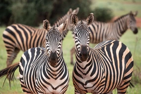 Tsavo-Ost Nationalprk, Kenia