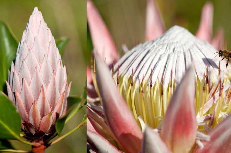 Botanischer Garten in Kirstenbosch - Die Protea ist die Nationalpflanze Südafrikas