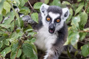 Madagaskar Gruppenreisen, Naturreise, Begegnungsreise, Lemur
