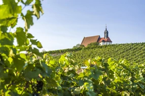 Bacchus, Beere, Beeren, Bocksbeutel, Domina, Ernte, Federweißer, Frankenwein, Lese, Maria im Weingarten, Müller Thurgau, Rebe, Reben, Rebensaft, Riesling, Rotwein, Silvaner, Sonne, Stöcke, Traube, Trauben, Volkach, Wallfahrtskirche, Weinanbau, Weinanbaugebiet, Weinberge, Weingut, Weinlese, Weinrebe, Weinstock, Weinstöcke, Weintraube, Weintrauben, Winzer, blatt, franken, gelb, grün, himmel, natur, reif, reife, rot, stock, wein, weinberg, weinreben, weiß, weißwein