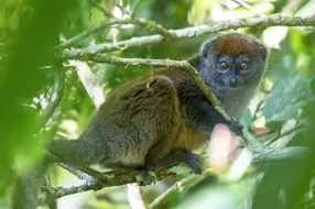 Madagaskar Gruppenreisen, Naturreise, Begegnungsreise, Lemur