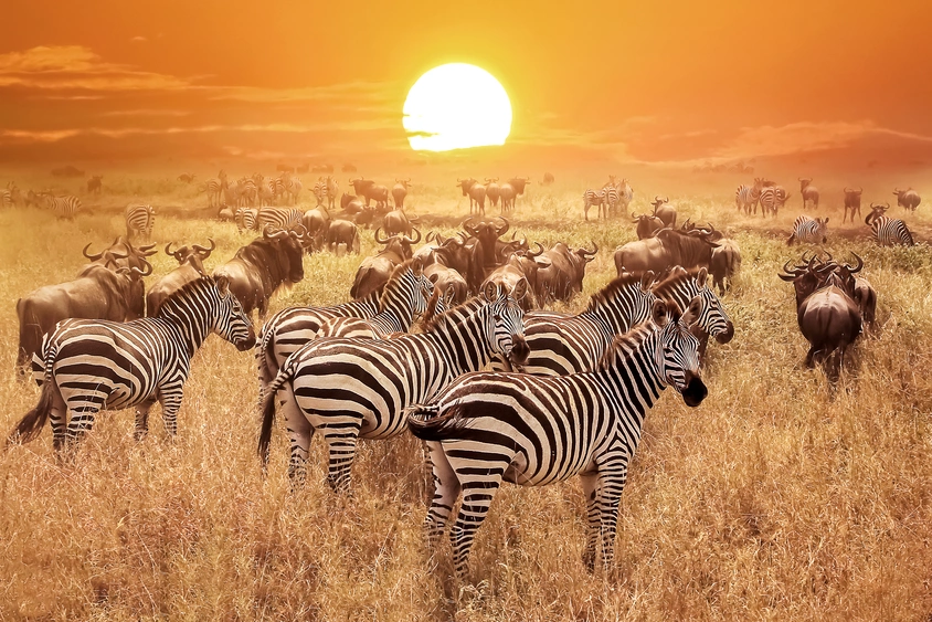 Sonderreisen Serengeti, Safari