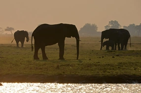 Chobe-Nationalpark, Bootsfahrt auf dem Chobe in Botswana