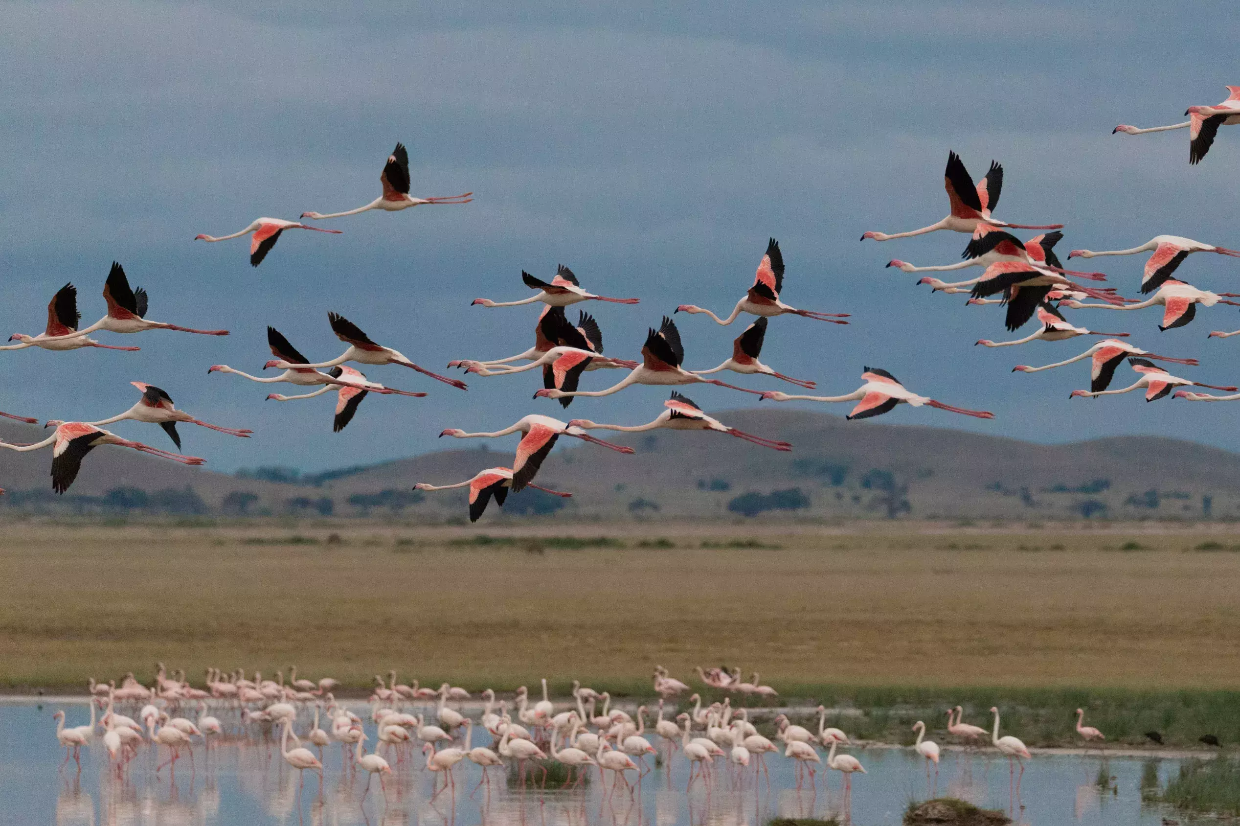 Amboseli Nationalpark, Kenia
