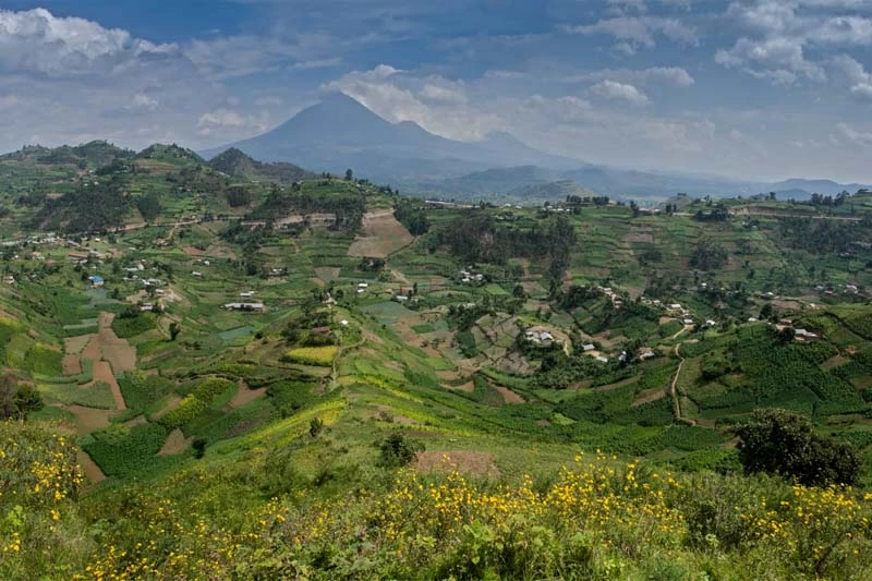 Uganda: wunderbare fruchtbare Landschaft im ugandisch-ruandischen Grenzgebiet mit Virunga-Vulkanen im Hintergrund