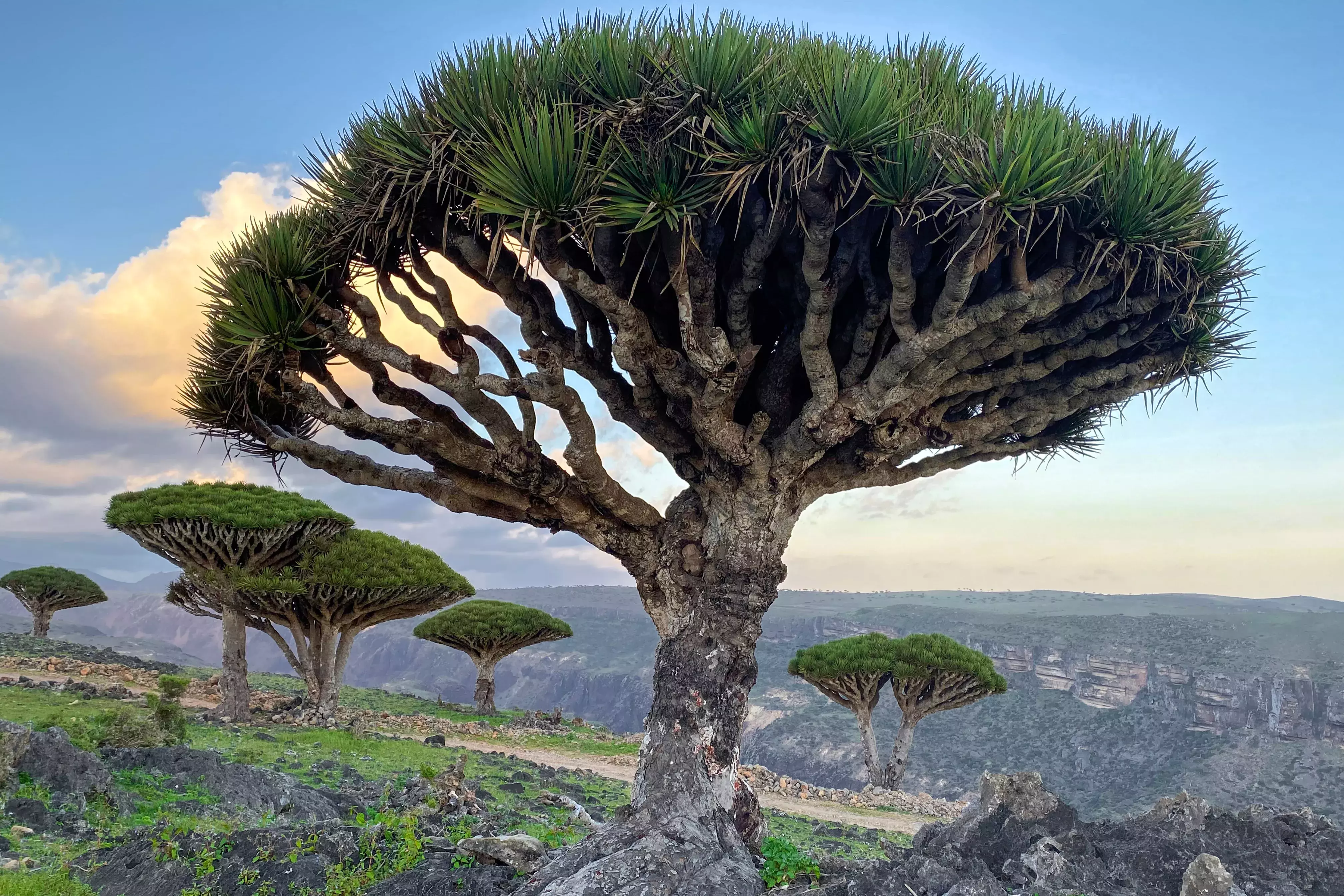 Sokotra, Jemen, REiseverantalter, Gruppenreisen, Spezialist