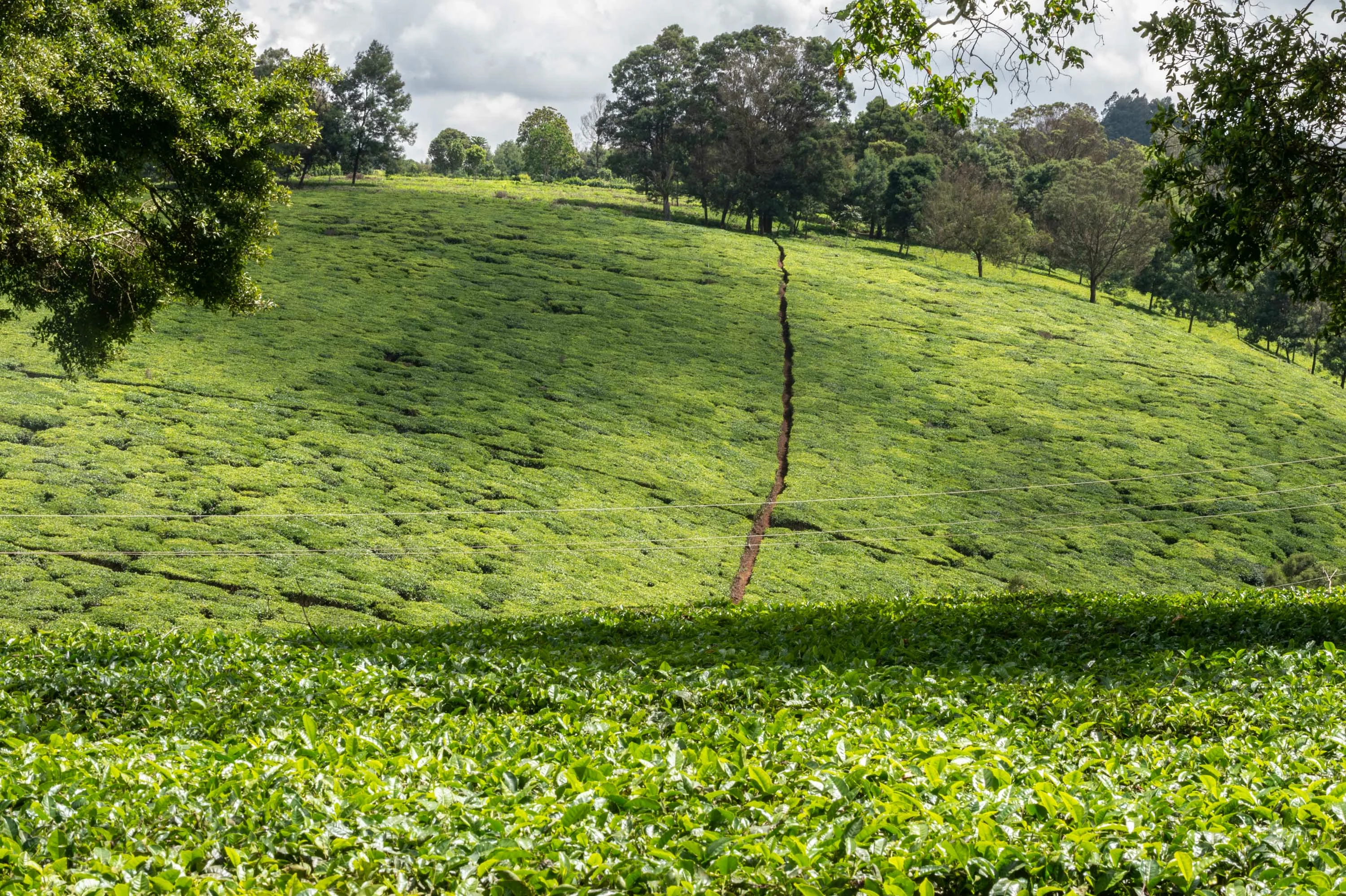 Kiambethu Teafarm, Kenia