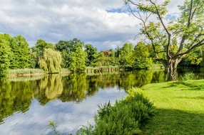 Grass, background, beautiful, berlin, botanical, decorative, europe, fresh, garden, germany, green, heritage, history, landmark, landscape, natural, nature, park, park, sanssouci, garden, potsdam, berlin, botanical, green, decorative, germany, tree, grass, beautiful, nature, summer, background, style, landscape, europe, history, landmark, heritage, natural, fresh, water,  pond, pond, potsdam, sanssouci, style, summer, tree, water