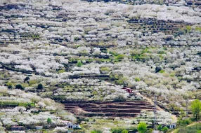 Caceres, Extremadura, Mediterranean, Spring, Sunlight, agriculture, bloom, blooming, blossom, blue, cherry, close, close-up, color, colorful, farm, field, flora, floral, flowers, foliage, food, forest, fruit, garden, green, grow, growth, healthy, jerte, landscape, leaf, many, mountain, natural, nature, nice, nutrition, outdoor, petal, plant, season, spain, spanish, succulent, summer, travel, trees, valley, white