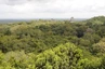 Tikal - De Spitzen der höchsten Pyramiden(Nr 1, 2 und 3) erheben sich aus dem tropischen Regenwald  des Peten