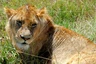 Ngorongoro Krater - Löwin