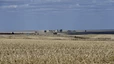 Flaches Land und große Weizenfelder auf der Fahrt von Swaziland nach Johannesburg 