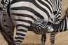 Ngorongoro Krater - Zebras