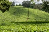 KIambetu-Tea Farm im Norden Nairobis