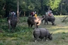 Safari auf Elefantenrücken im Chitwan-Nationalpark mit Rhinozeros