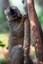 Brauner Lemur in der Vakona Reserve