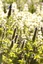 Botanischer Garten in Kirstenbosch am Osthang des Tafelbergs, der als einer der schönsten Botanischen Gärten der Welt gilt.
