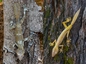 Gecko im Peyrieras Reservat