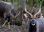 Kudu Männchen im Hlane Nationalpark