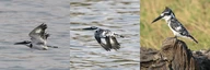 Chobe-Nationalpark, Bootsfahrt auf dem Chobe in Botswana: Kingfisher / Graueisvogel