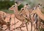 Tsavo-Ost, Impala Weibchen