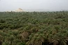 Blick über die Palmenhaine von Siwa auf den Berg der Toten
