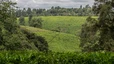 KIambetu-Tea Farm im Norden Nairobis