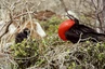 Insel Seymour, Fregattvogelmännchen mit aufgeblasenem Kehlsack