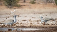 Westlicher Teil des Etosha-Natipalparks