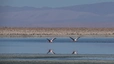 Nationalreservat Los Flamencos in der Nähe des Salar de Atacama - Besuch der Lagune Chaxa mit den Arten der Anden-Flamingos, Chilenischen Flamingo und James-Flamingos.