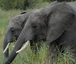 Tarangire Nationalpark - Elefantenpaar