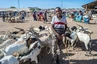 Somaliland, Hargeisa: der Tiermarkt am Morgen