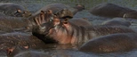 Ngorongoro Krater - Nilpferde im Hippopool