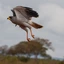 Tsavo-Ost, Sperberfalke im Abflug