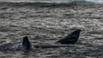 Wahlbeobachtungstour in der Walker-Bucht bei Hermanus, wo zwischen Juni und November die Südkaper (Familie der Glattwale) beobachtet werden können - hier Muttertier und Jungtier