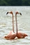 Flamingos im Nationalpark Celestun