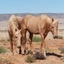 Namibische Wildpferde
