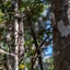 Zombitse-Vohibasia Nationalpark, ein Trockenwald: gut getarntes Chamäleon