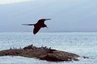 Insel Fernanina, Landgang bei Punta Espinosa - Fregattvogel
