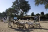 Vieh- und Kamelmarkt in Keren
