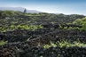 Insel Terceira: Weinanbau auf den Azoren ist mühsam